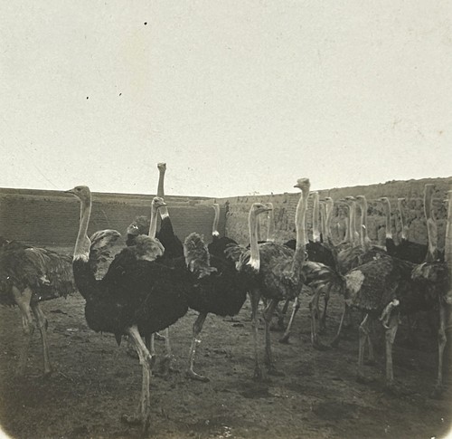 Egypte autruches c1900 - egypte,